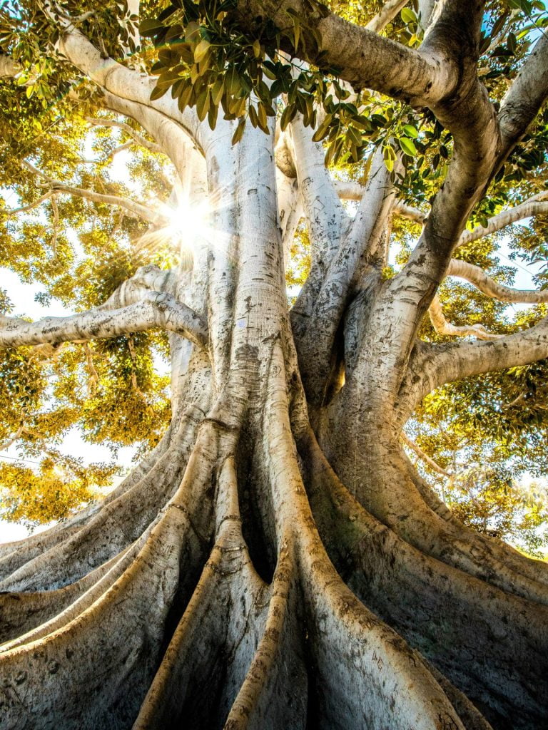 A thriving tree, growing from the roots up
