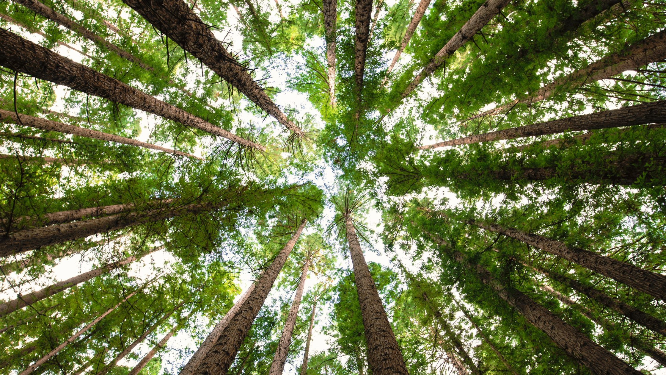 What is Growth? What Does It Mean for Your Business?